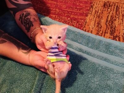 Playful Kitten