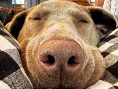 Silver Lab female under 2yrs