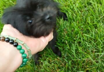Yorkie/Pom