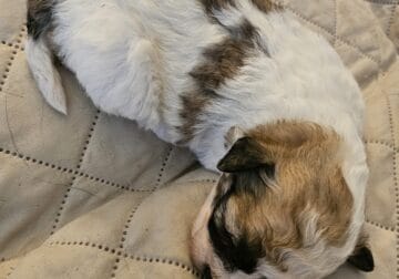 Bichon Frise/Shih Tzu puppy