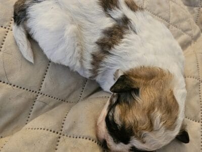 Bichon Frise/Shih Tzu puppy