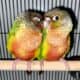 2 Green Cheek Conure birds for sale!