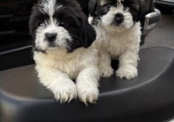 Puppies for sale!