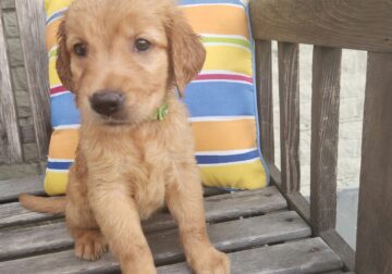 Golden retriver puppies