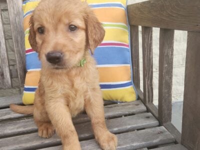 Golden retriver puppies