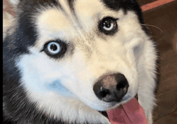 Husky looking for a good home