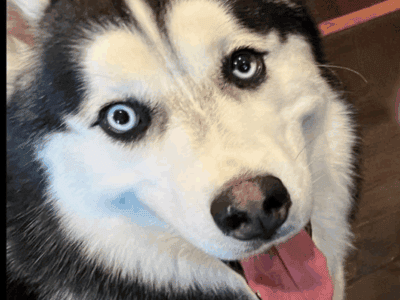Husky looking for a good home