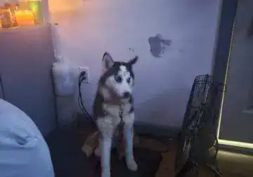 Husky