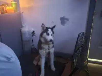Husky