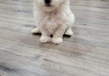 Playful Maltese Puppy. Pepe.