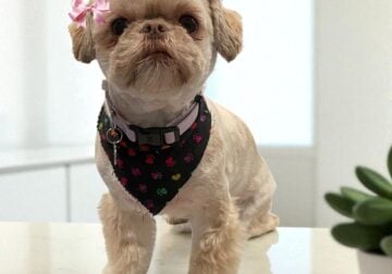 Adorable Imperial Shih Tzu Girl