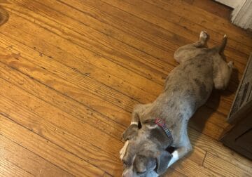 8 Month Old Boston Terrier-Beagle Mix