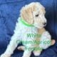Standard Poodle Pups (available July26)