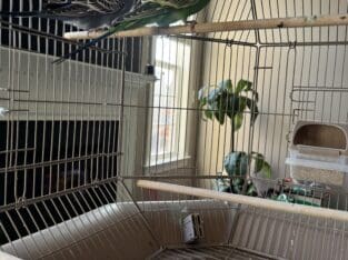 Budgies with Cage & Stand – Healthy & Friendly(2)