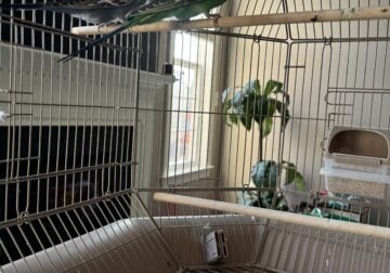 Budgies with Cage & Stand – Healthy & Friendly(2)