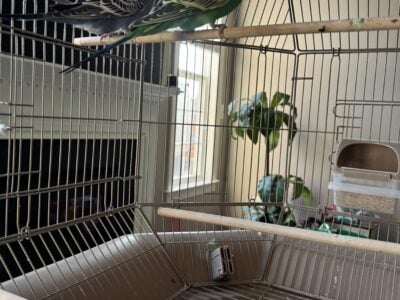 Budgies with Cage & Stand – Healthy & Friendly(2)