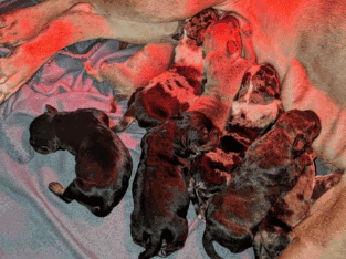 12week old Classic/Standard Bullies