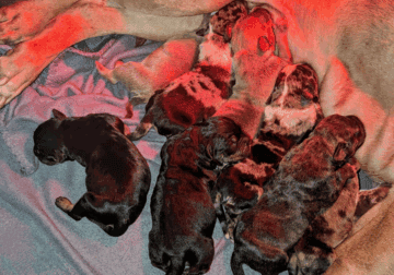 12week old Classic/Standard Bullies