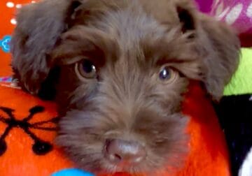 Miniature Schnauzer Charlie