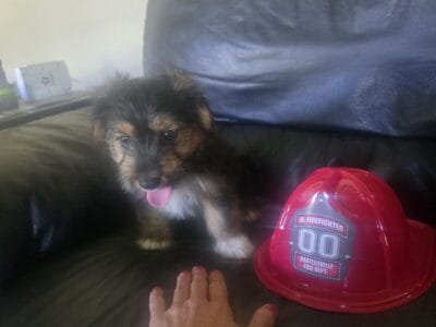 Mini Yorkshire Aussie