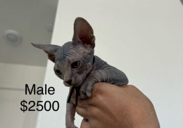 Sphynx Kitten Black Collar