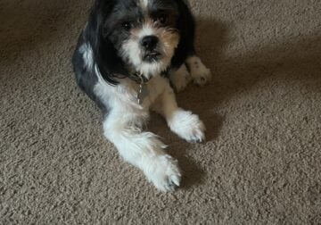 Shih tzu