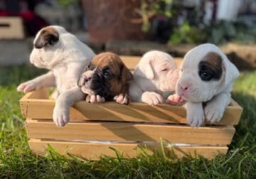 BOXER PUPPIES