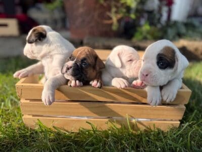 BOXER PUPPIES