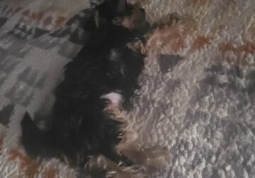 For sale