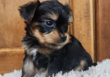 AKC REGISTERED YORKIES
