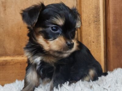 AKC REGISTERED YORKIES