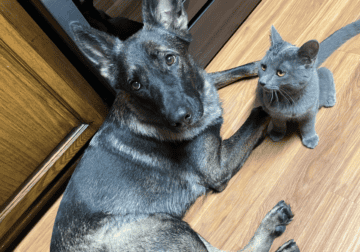 German shepherd 3y