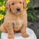 AKC GOLDEN RETRIEVER PUPS