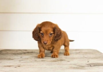 AKC mini dachshund male puppy Indiana (Roscoe)