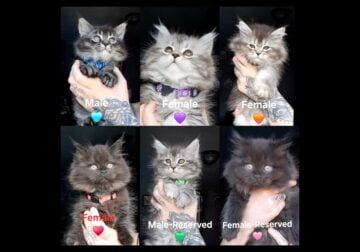 Ready Aug. 1st! Maine CoonDollface Persian Hybrids