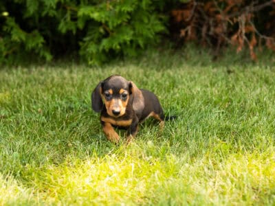 Mini dachshund female puppy in Indiana (Mindy)