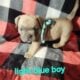 Pocket bullies