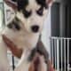 Beautiful Pure Bred Siberian Husky with Blue Eyes