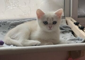 British Shorthair Kittens