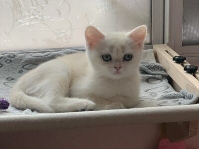 British Shorthair Kittens