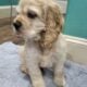 American Cocker Spaniel Male