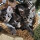 Maine Coon Kittens