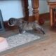 Blue Ribbon Generational Olde English Bulldogges