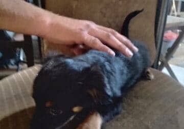 Chiwennie puppies for sale