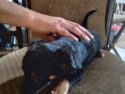 Chiwennie puppies for sale