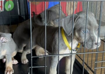 Tri bully puppies