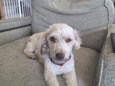 Mini Poodle Puppies