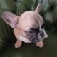 French Bulldog Puppies