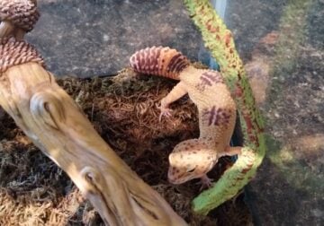 Leopard Gecko & 20 gallon setup + all accessories