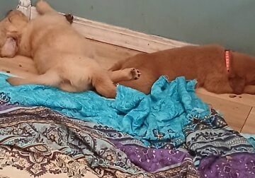 Golden retriever puppies